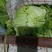小叶荷秋白菜