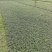 玉龙草