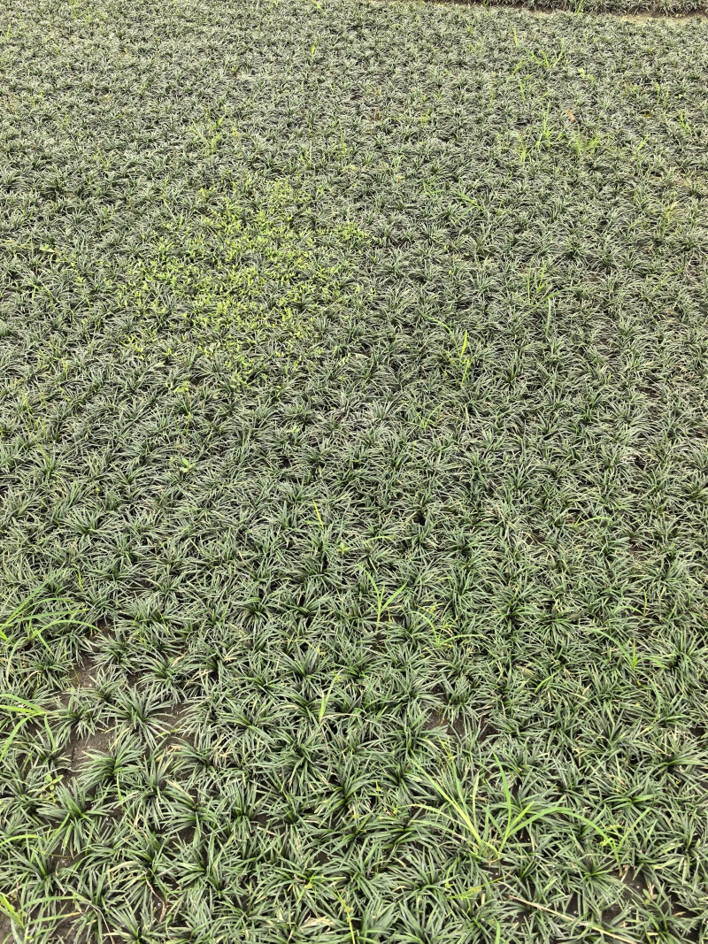 玉龙草
