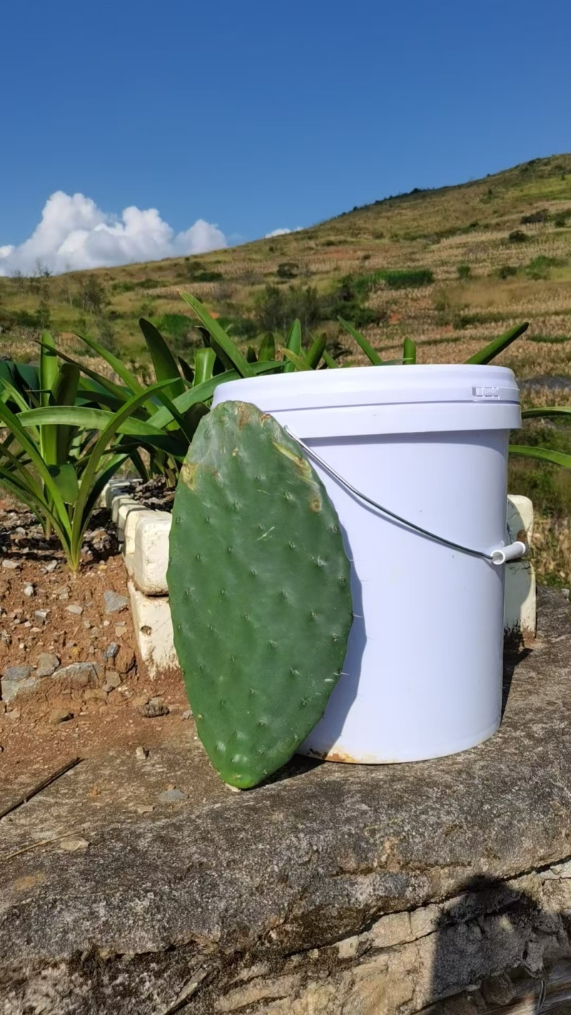 云钻仙人掌种植片