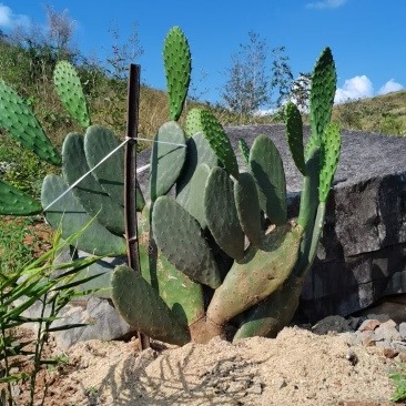 云钻仙人掌种植片