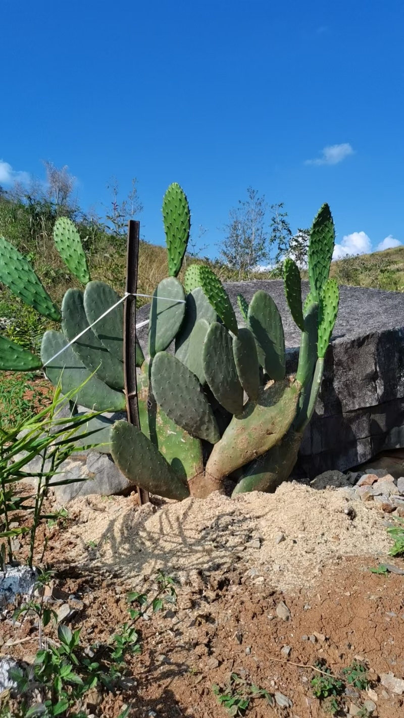 云钻仙人掌种植片