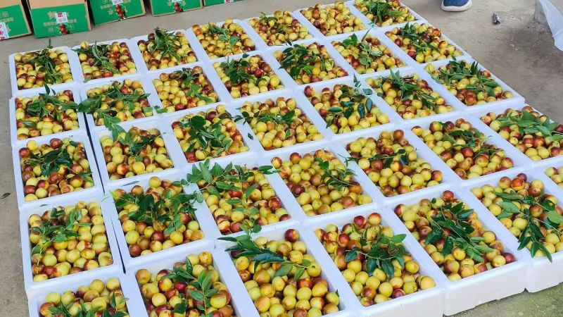 沾化冬枣大量现货，全国支持一件代发，电商供应