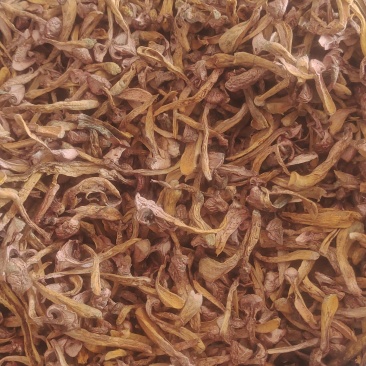 精品野山菌，肉蘑，松蘑