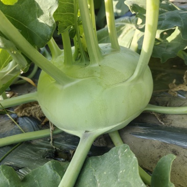 水果苤蓝