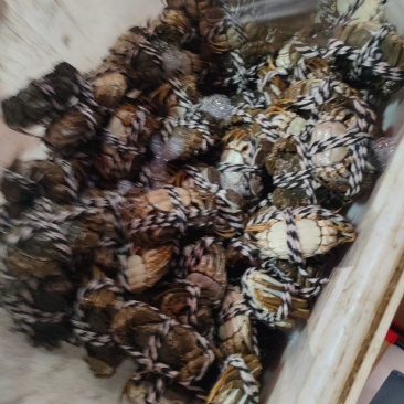 精品大闸蟹，青壳白底，满黄足肉！