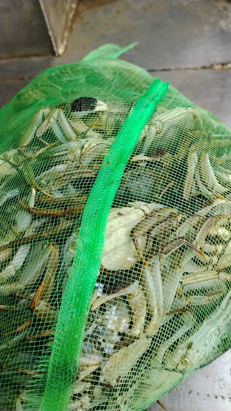 精品大闸蟹，青壳白底，满黄足肉！