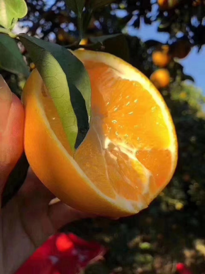 江西赣南脐橙
