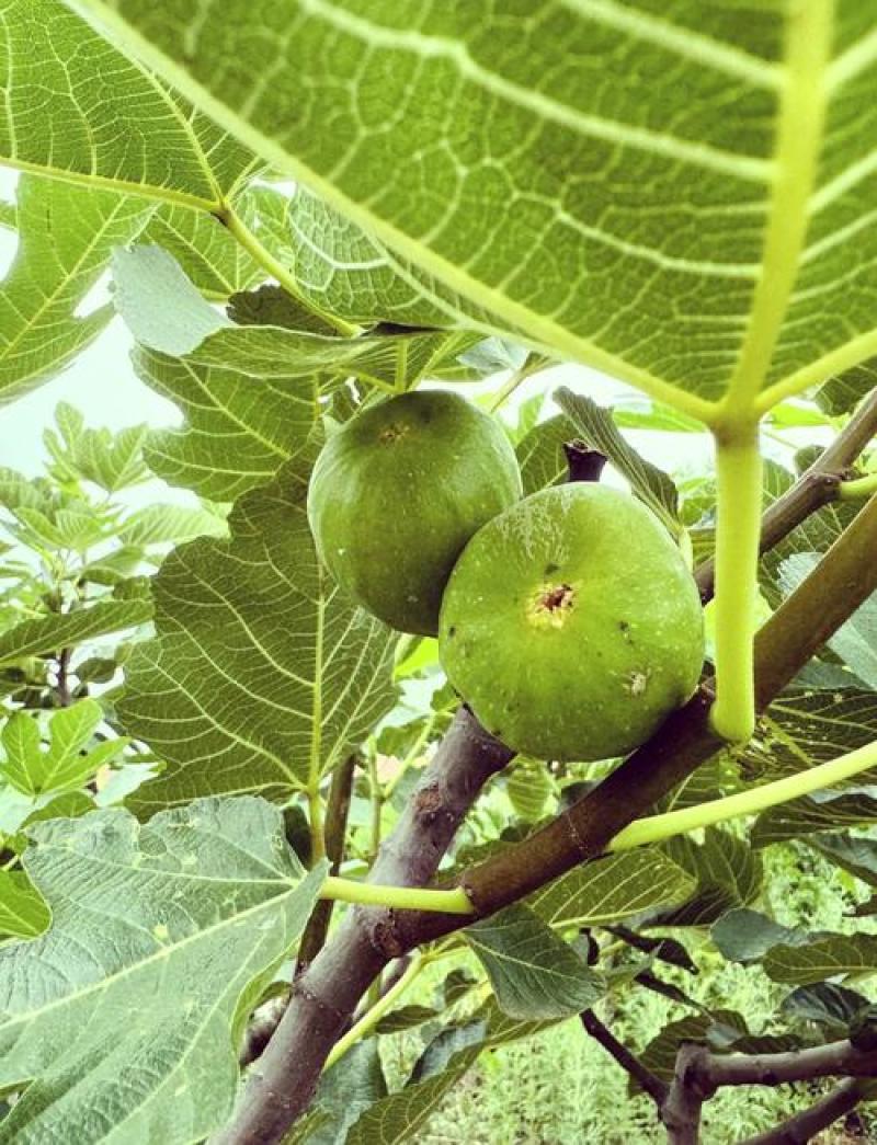 山东威海青皮无花果