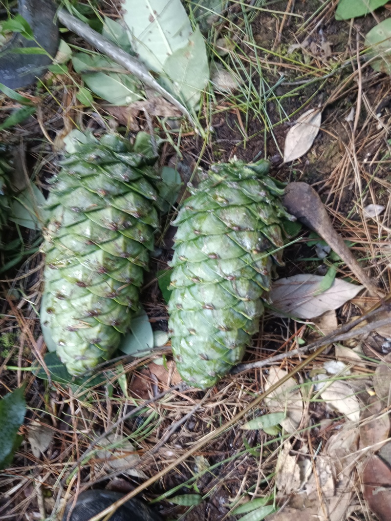 松果