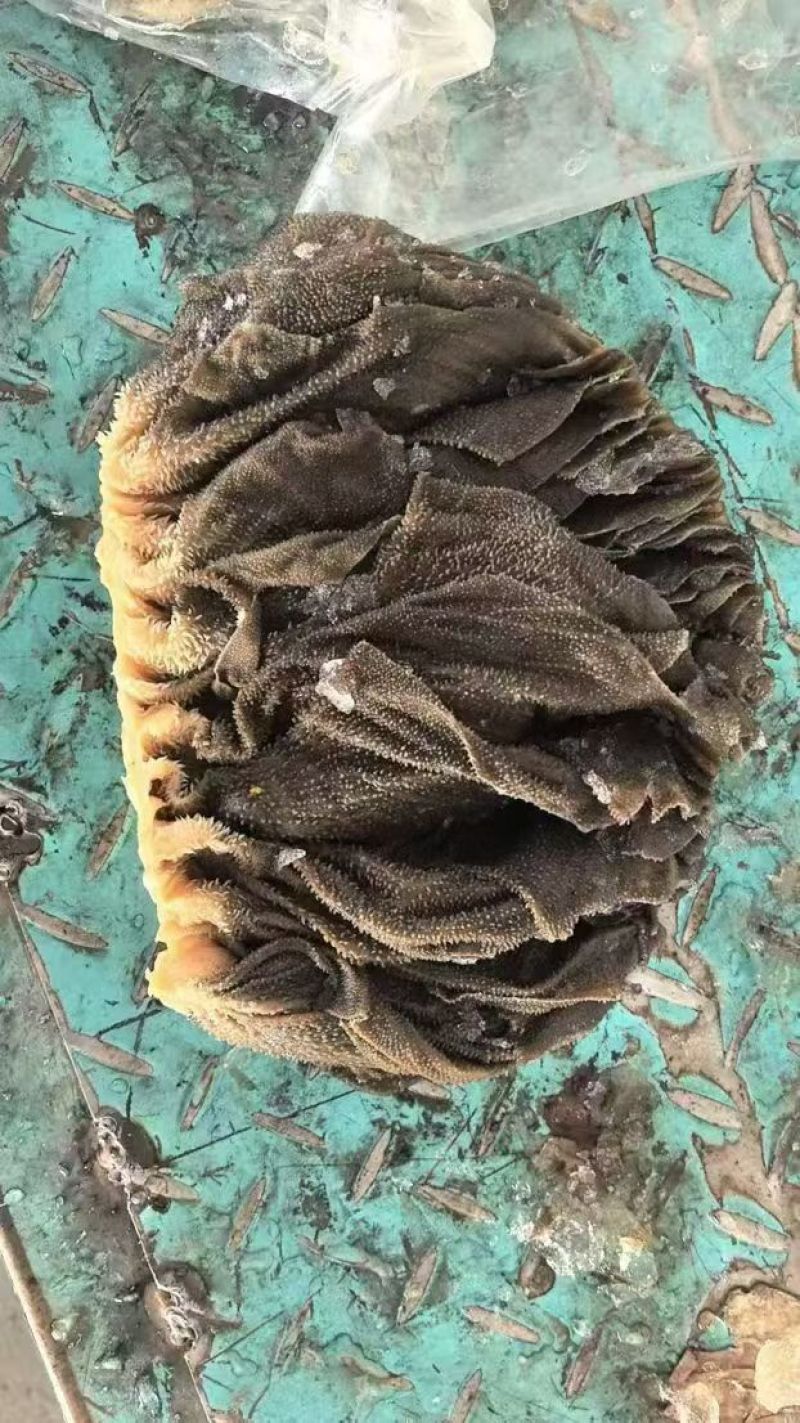 冰鲜牛百叶