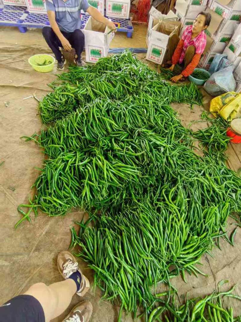 线椒三号软皮线椒贵州鲜辣椒，基地直发欢迎联系