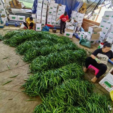 线椒三号软皮线椒贵州鲜辣椒，基地直发欢迎联系