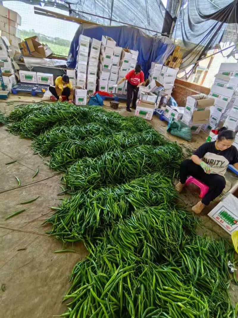 线椒三号软皮线椒贵州鲜辣椒，基地直发欢迎联系