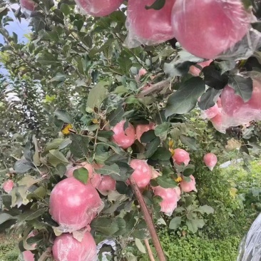 山西红富士苹果