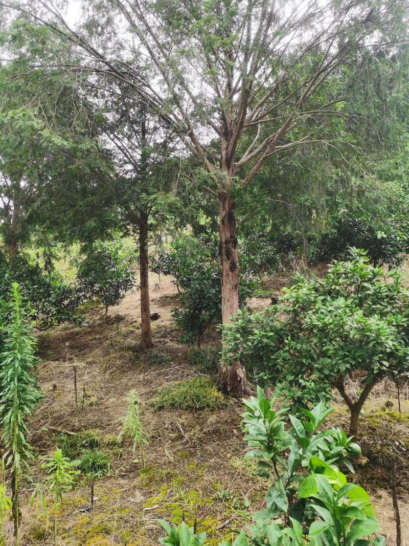 出售红豆杉树15左右直径18到20左右