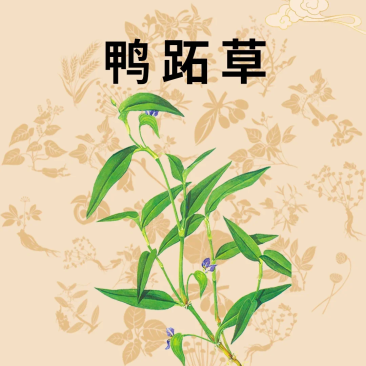 鸭跖草鲜货中药材