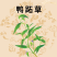 鸭跖草鲜货中药材
