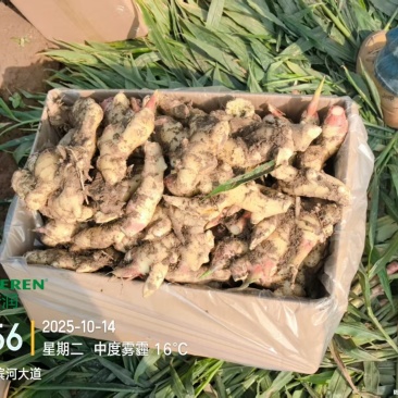 大姜出售