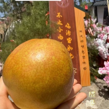 山西隰县玉露香梨