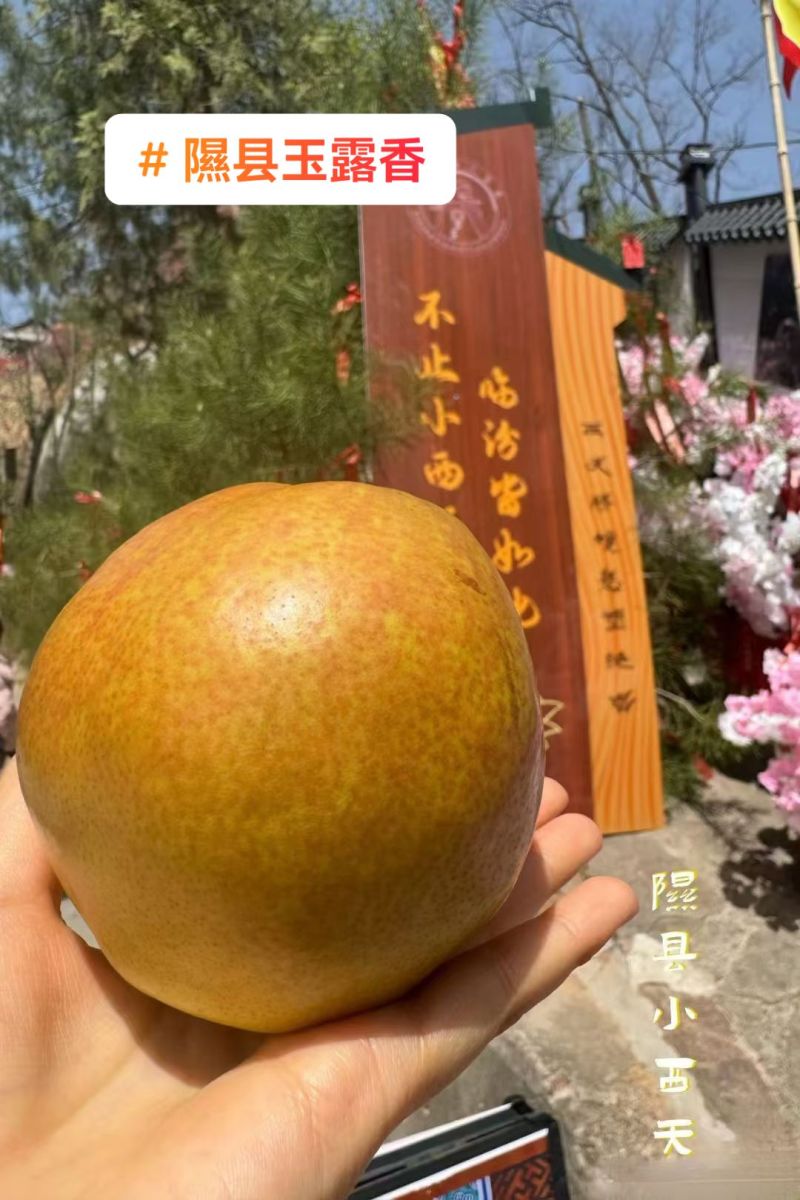 山西隰县玉露香梨