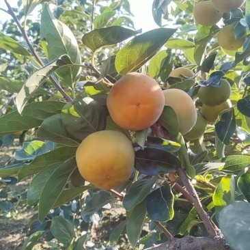 阳丰甜甜