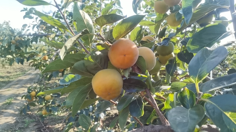 阳丰甜甜