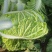 大量出售黄心白菜麻叶青白菜量大优惠