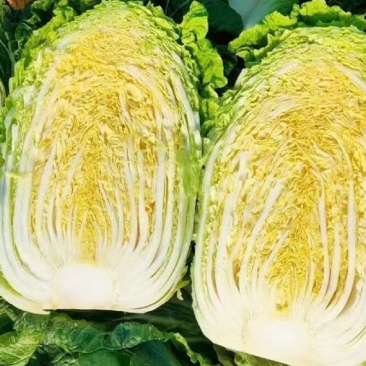 大量出售黄心白菜麻叶青白菜量大优惠