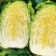 大量出售黄心白菜麻叶青白菜量大优惠