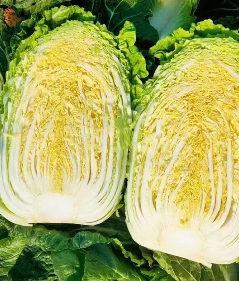 大量出售黄心白菜麻叶青白菜量大优惠