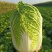 大量出售黄心白菜麻叶青白菜量大优惠