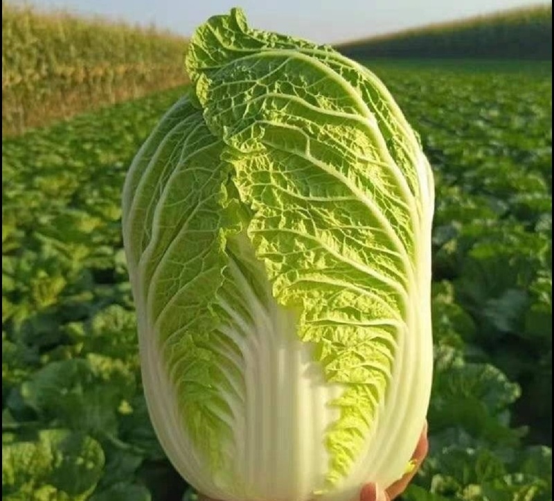 大量出售黄心白菜麻叶青白菜量大优惠