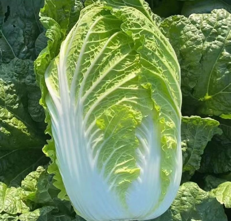 大量出售黄心白菜麻叶青白菜量大优惠