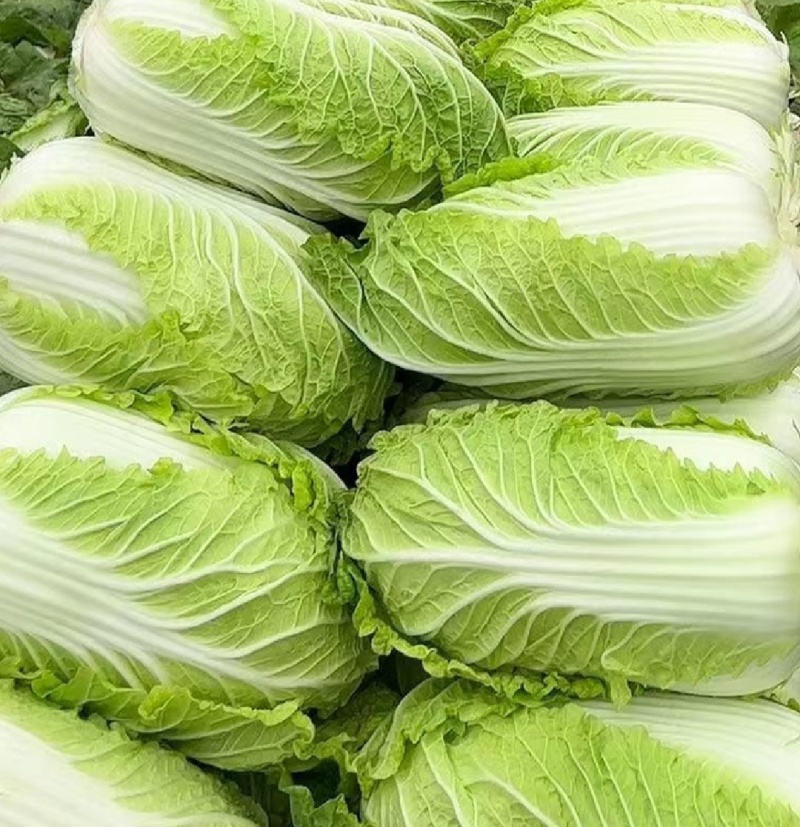 大量出售黄心白菜麻叶青白菜量大优惠