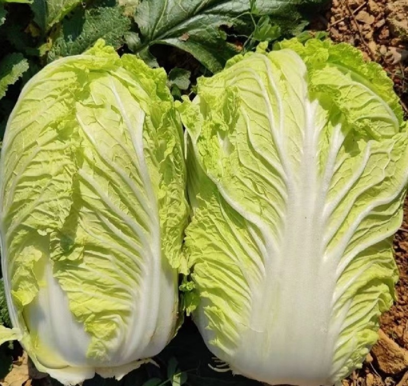 大量出售黄心白菜麻叶青白菜量大优惠