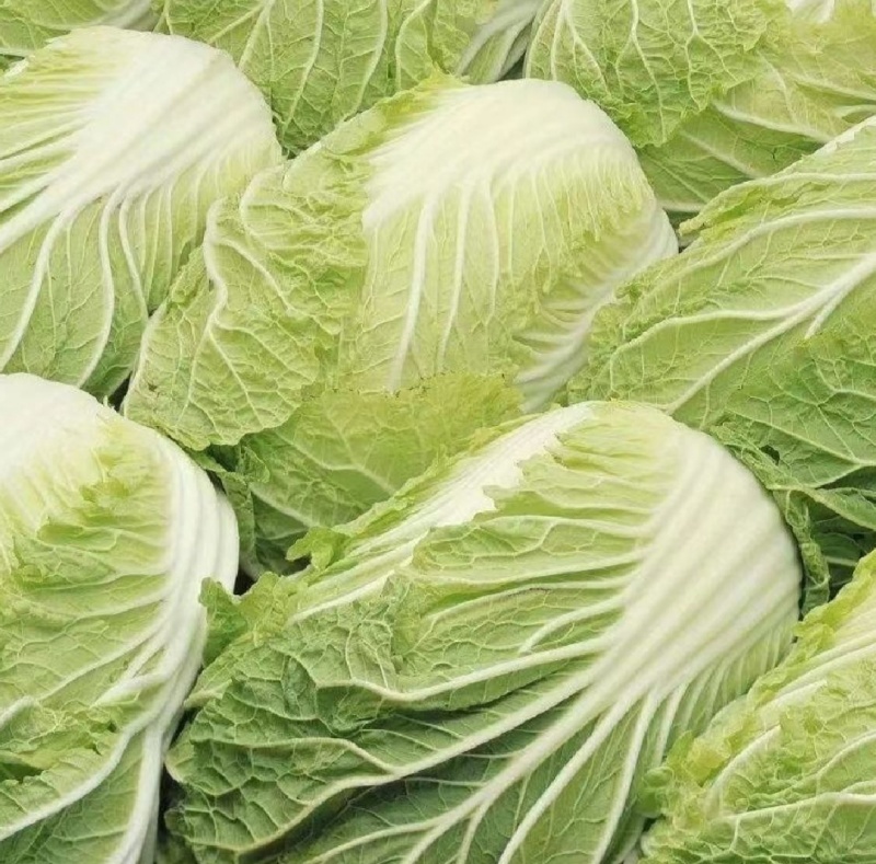 大量出售黄心白菜麻叶青白菜量大优惠