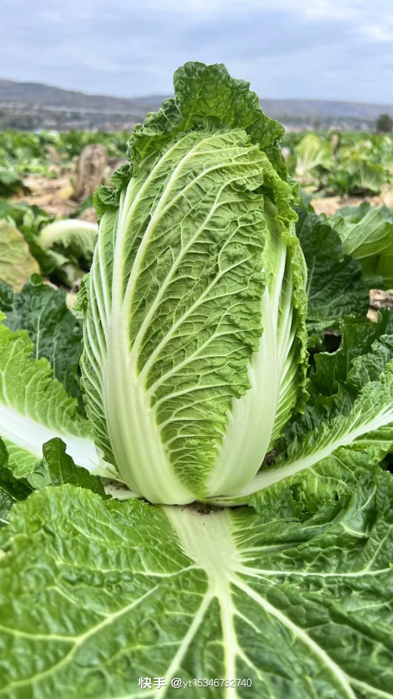 白菜
