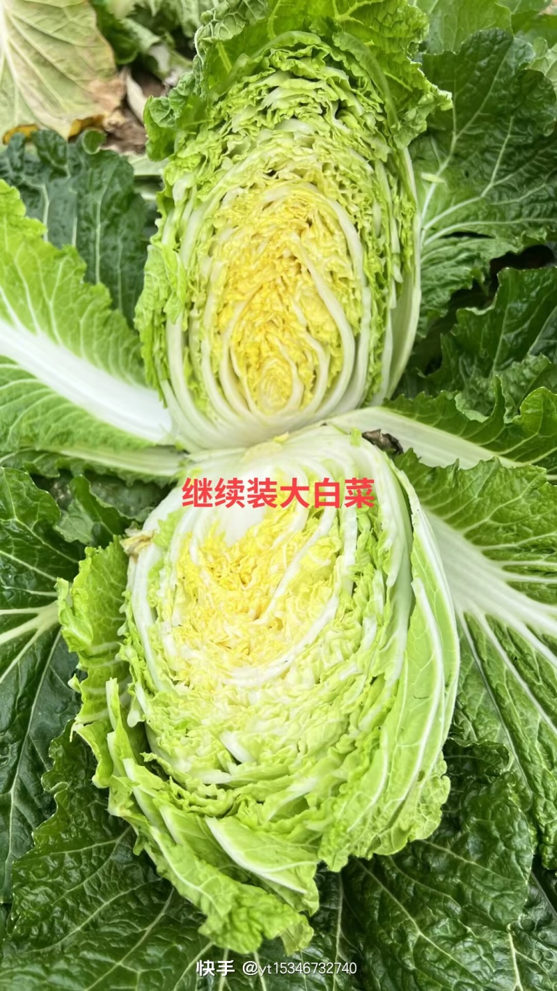 白菜