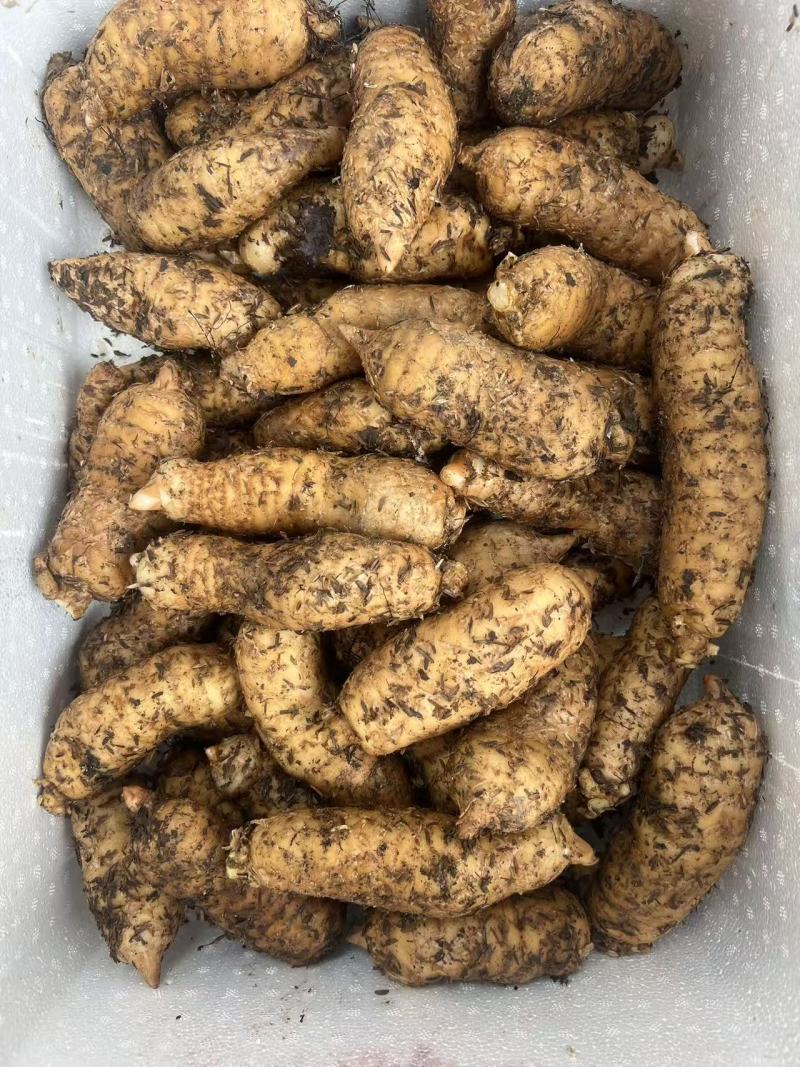 鲜天麻