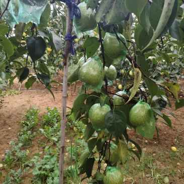 正宗莱阳大慈梨自家种的刚下树的大慈梨又脆又甜，绝对好果