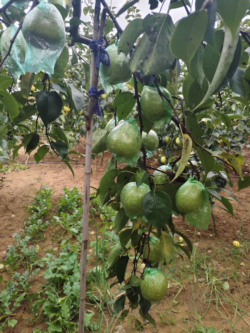 正宗莱阳大慈梨自家种的刚下树的大慈梨又脆又甜，绝对好果