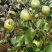 正宗莱阳大慈梨自家种的刚下树的大慈梨又脆又甜，绝对好果