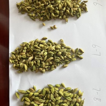 绿豆蔻各规格