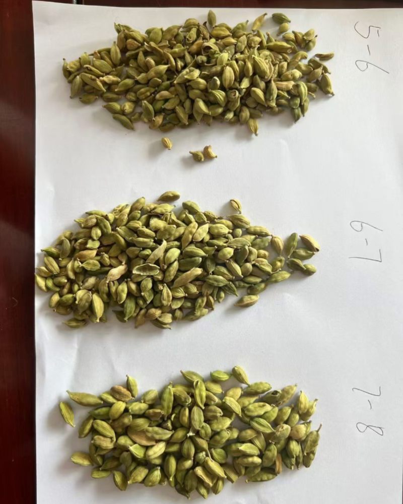绿豆蔻各规格