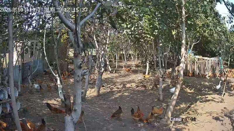 笨鸡蛋，散养笨公鸡