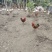 笨鸡蛋，散养笨公鸡