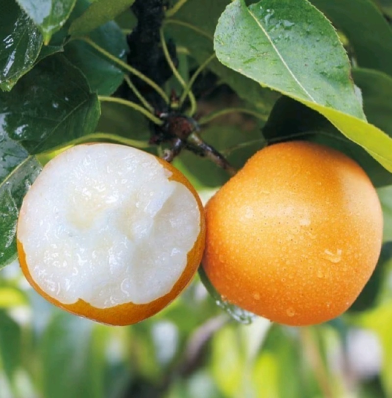 山东秋月梨