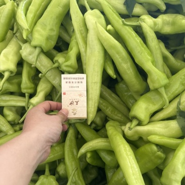 鲜辣椒