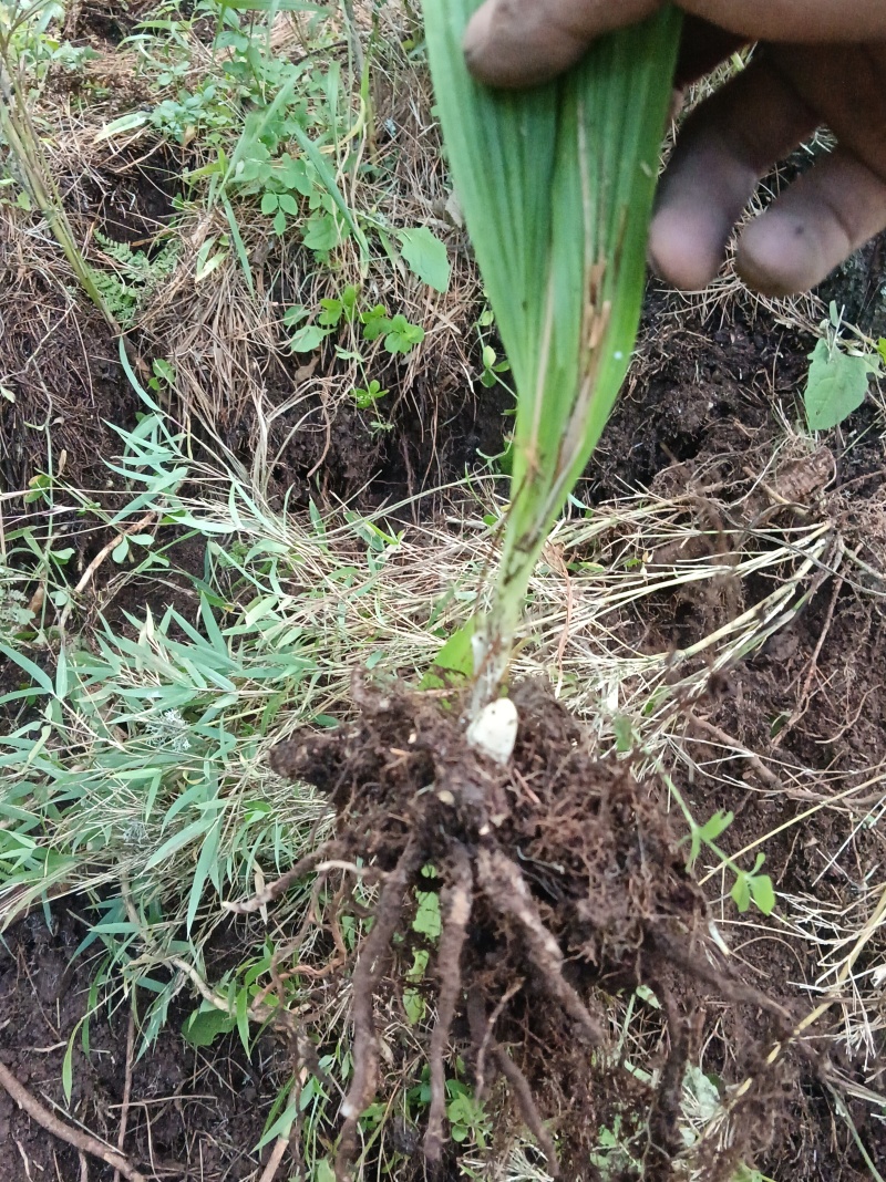 野生毛兹菇